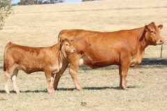2021 Maryvale Sale Photos