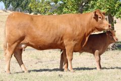 Lot 45 - Maryvale Jemima J358