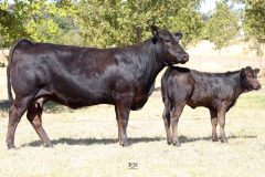 Lot 48 - Maryvale Nashi N745