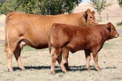 Lot 44 - Maryvale Plush P861