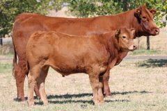 Lot 47 - Maryvale Pride P864