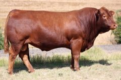 Lot 20 - Maryvale Quest Q910