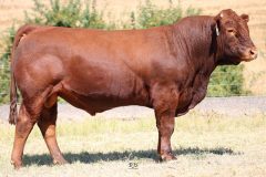 Lot 21 - Maryvale Qualify Q918