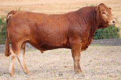 Lot 22 - Maryvale Quantic Q925