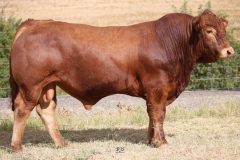 Lot 23 - Maryvale Quillon Q928