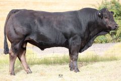 Lot 26 - Maryvale Quillan Q937