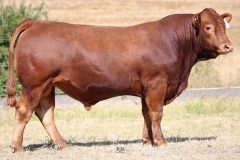 Lot 24 - Maryvale Qualifier Q940