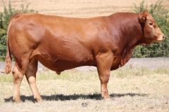 Lot 30 - Maryvale Questor Q945