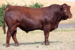 Lot 32 - Maryvale Quadic Q954
