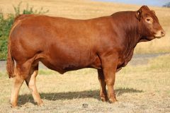 Lot 34 - Maryvale Quims Q957