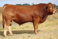Lot 35 - Maryvale Quamby Q975