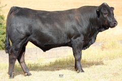 Lot 28 - Maryvale Quindle Q977
