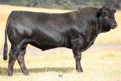 Lot 29 - Maryvale Quote Q979