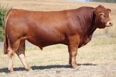 Lot 31 - Maryvale Quire Q980