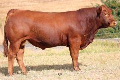 Lot 36 - Maryvale Quoll Q981