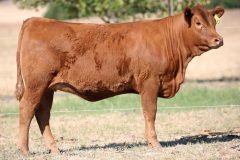 Lot 41 - Maryvale Redochre R10
