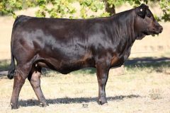 Lot 37 - Maryvale Reggae R11