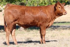 Lot 42 - Maryvale Redhot R15