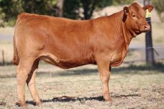 Lot 43 - Maryvale Ruby R30