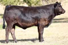 Lot 40 - Maryvale Roxy R34