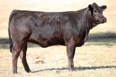 Lot 38 - Maryvale Razoo R7