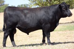 Lot 7 - Maryvale Quedos Q101