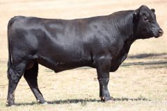 Lot 8 - Maryvale Questa Q110