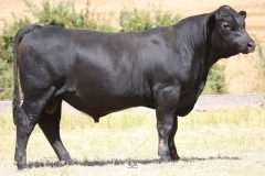 Lot 10 - Maryvale Quinto Q114