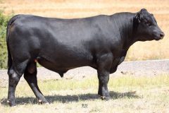 Lot 2 - Maryvale Quencher Q88