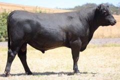 Lot 3 - Maryvale Quested Q89