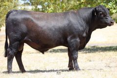 Lot 5 - Maryvale Quintar Q95