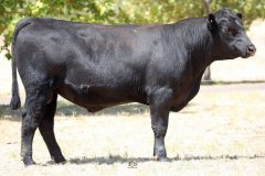 Lot 11 - Maryvale Ravi R101