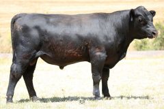 Lot 13 - Maryvale Rainmaker R103
