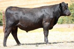 Lot 15 - Maryvale Royalty R111