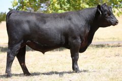 Lot 16 - Maryvale Ralph R113