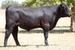 Lot 17 - Maryvale Rosco R125