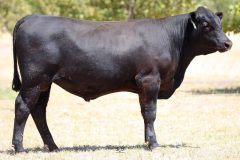 Lot 19 - Maryvale Rufus R134