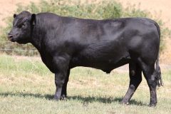 2023 Maryvale Sale Photos