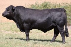 Lot 45 - Maryvale Sappy S221