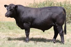 Lot 49 - Maryale Stability S170