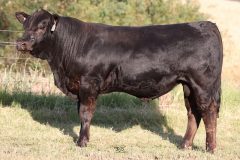 Lot 47 - Maryvale Stacker S176