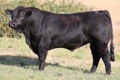 Lot 38 - Maryvale Satisfy S223