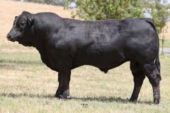 Lot 39 - Maryvale Smoky S224