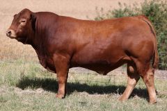Lot 41 - Maryvale Spirit S226