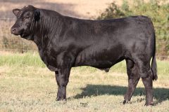 Lot 40 - Maryvale Skilled S230