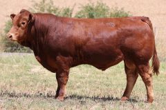 Lot 48 - Maryvale Sturdy S237