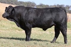 Lot 43 - Maryale Silverado S238