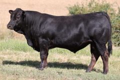 Lot 44 - Maryvale Sambuca S253