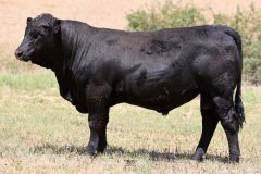 Lot 36 - Maryvale Topic T300