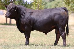Lot 37 - Maryvale Trusty T301